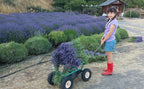 Dried Lavender Bundles for Home Decor Aromatherapy Floral Display